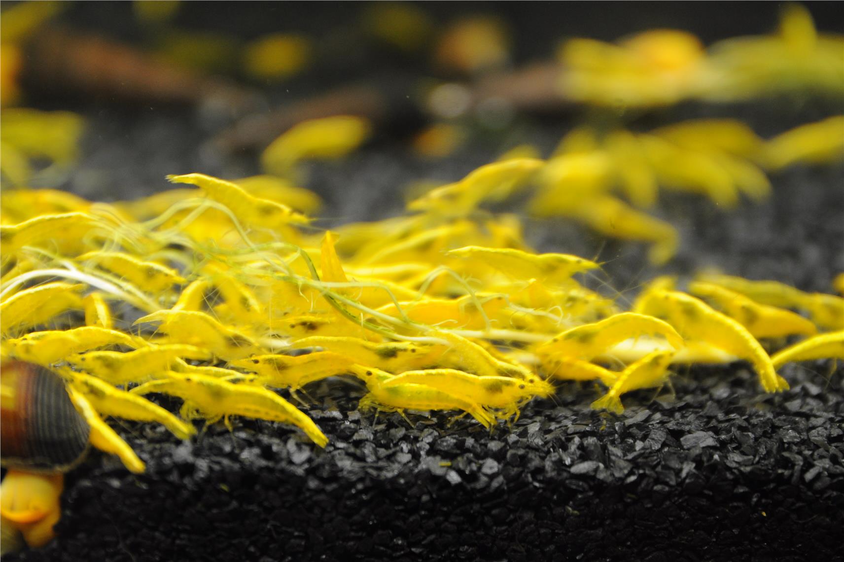 Neocaridina davidi – sladkovodna kozica / Cherry Shrimp - Yellow Golden Top Fire