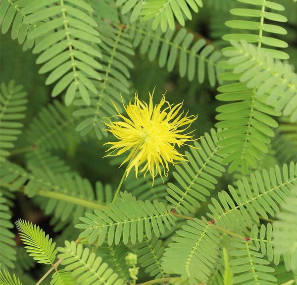 Neptunia oleracea