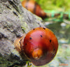 Neritina natalensis – zebrasta solzica / Spotted Nerite