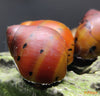Neritina natalensis – zebrasta solzica / Spotted Nerite