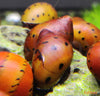 Neritina natalensis – zebrasta solzica / Spotted Nerite