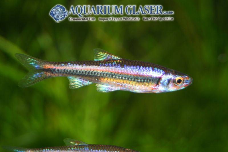 Notropis chrosomus / Rainbow Shiner - fishbox