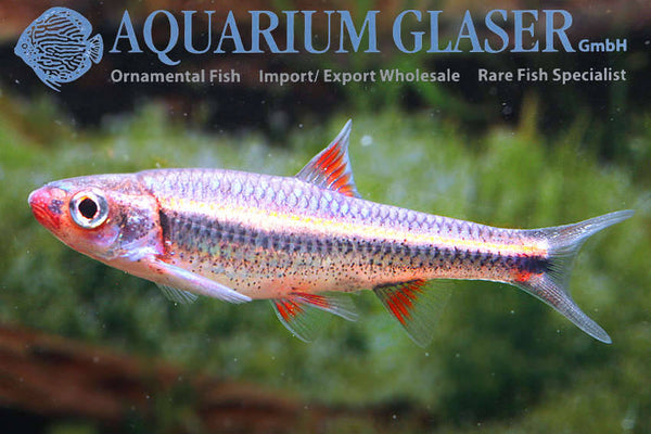 Notropis chrosomus / Rainbow Shiner - fishbox