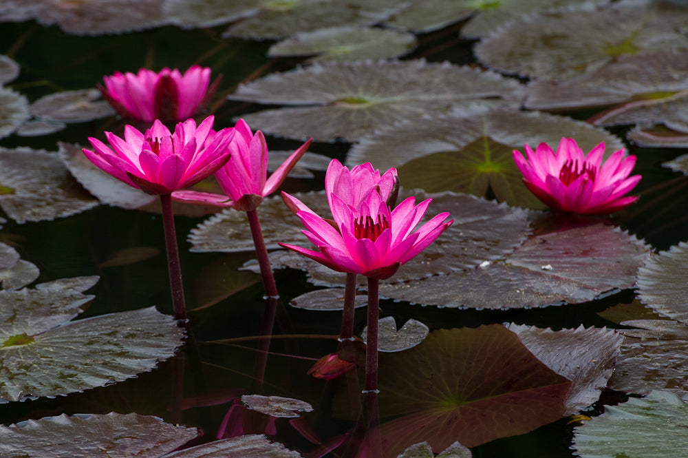 Nymphaea rubra