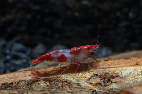 Neocaridina davidi – sladkovodna kozica / Cherry Shrimp - Rili Sakura