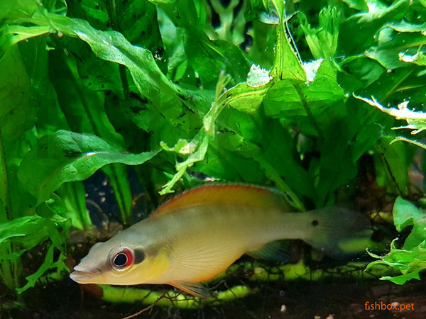 Crenicichla regani/TAPAJOS - fishbox