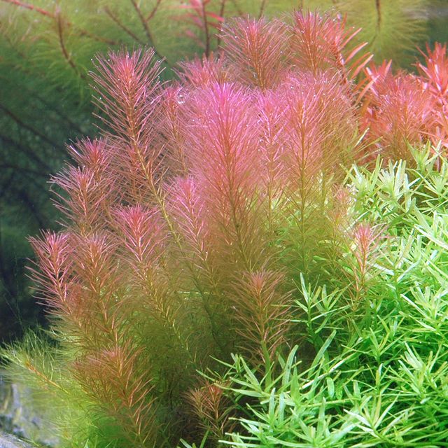 Rotala Wallichii