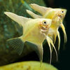 Pterophyllum scalare - fishbox