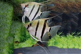 Pterophyllum scalare - fishbox