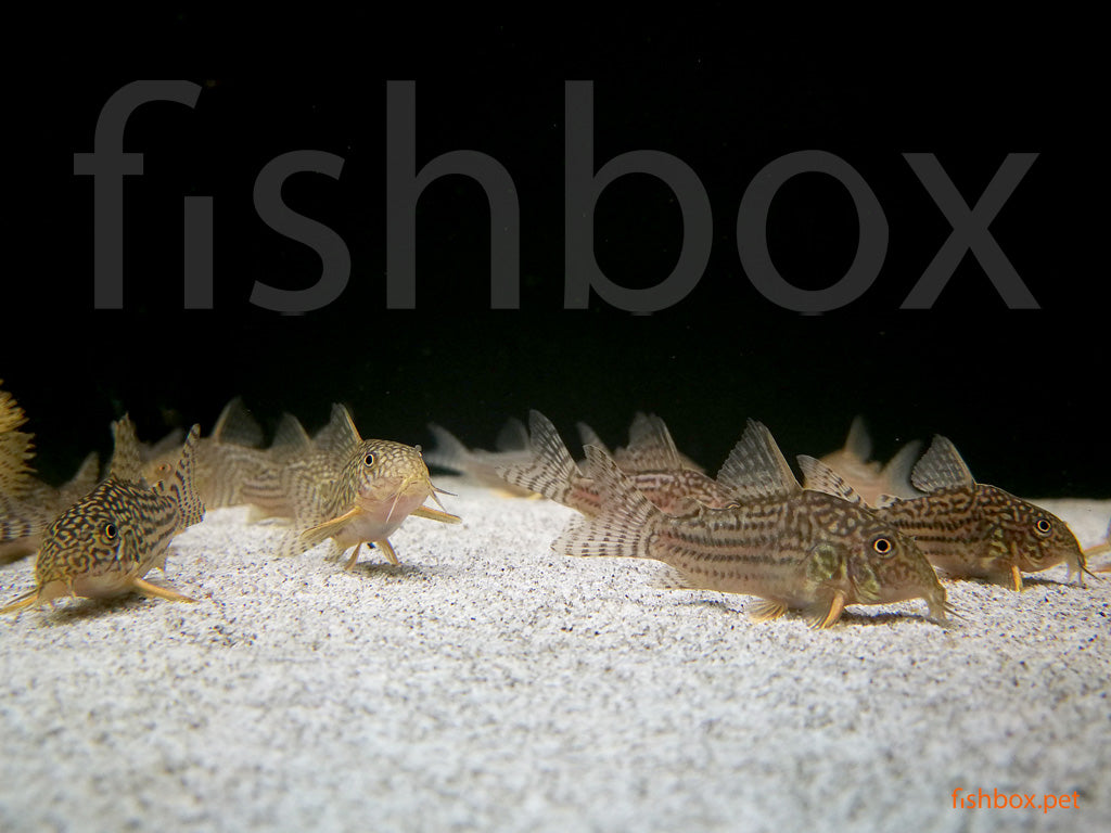 Corydoras sterbai – sterbov oklepni somič / Sterba's Cory - fishbox
