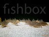 Corydoras sterbai – sterbov oklepni somič / Sterba's Cory - fishbox