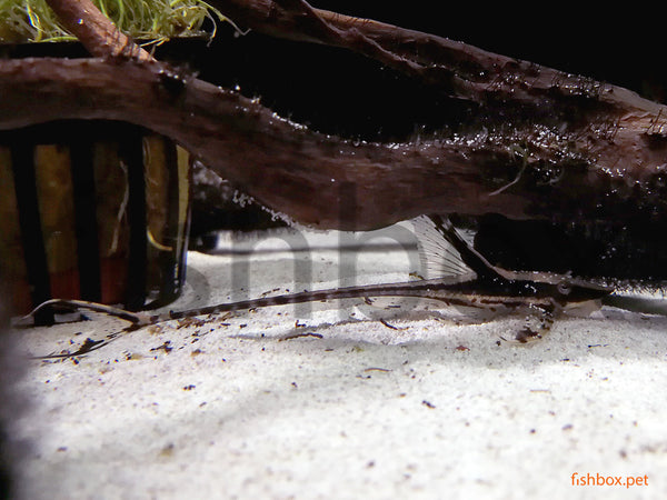 Sturisomatichthys aureus - fishbox