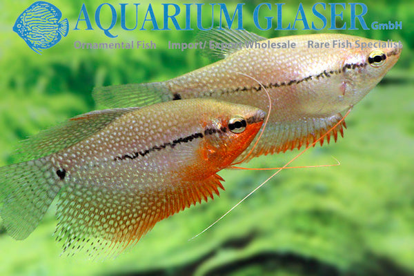 Trichogaster leeri – biserni nitkar / Pearl Gourami - fishbox