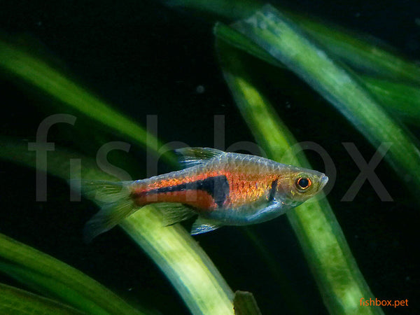 Trigonostigma heteromorpha - Klinolisa ali modra razbora / Harlequin - fishbox