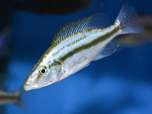 Dimidiochromis compressiceps