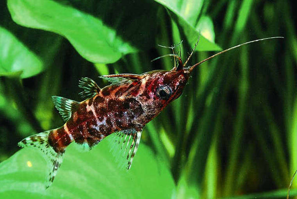 Synodontis nigriventris